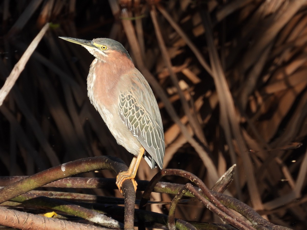 Green Heron - ML556004411