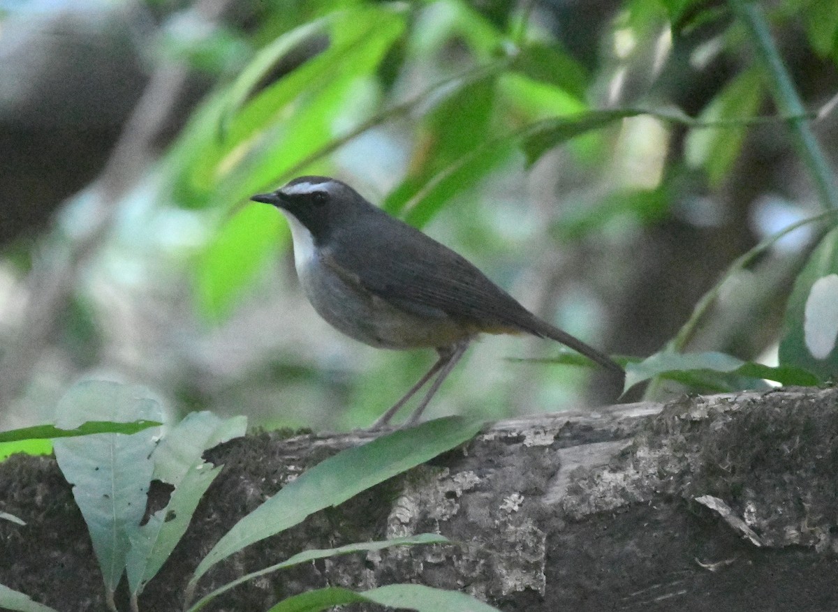 Olive-flanked Robin-Chat (Olive-flanked) - ML556004761