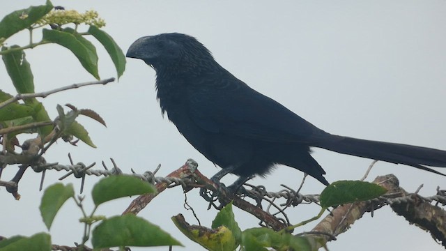 Groove-billed Ani - ML556005121