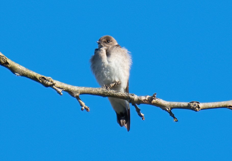 Northern Rough-winged Swallow - ML556005431