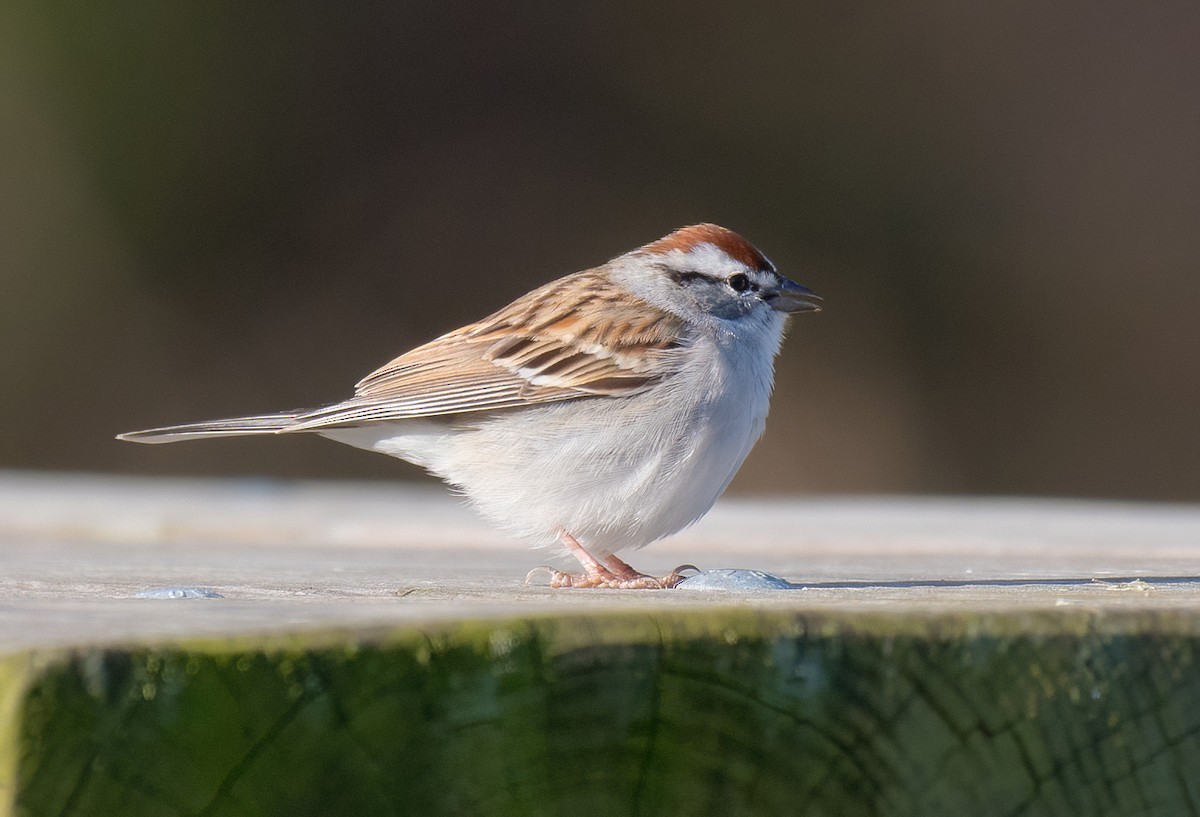 Chipping Sparrow - ML556005501
