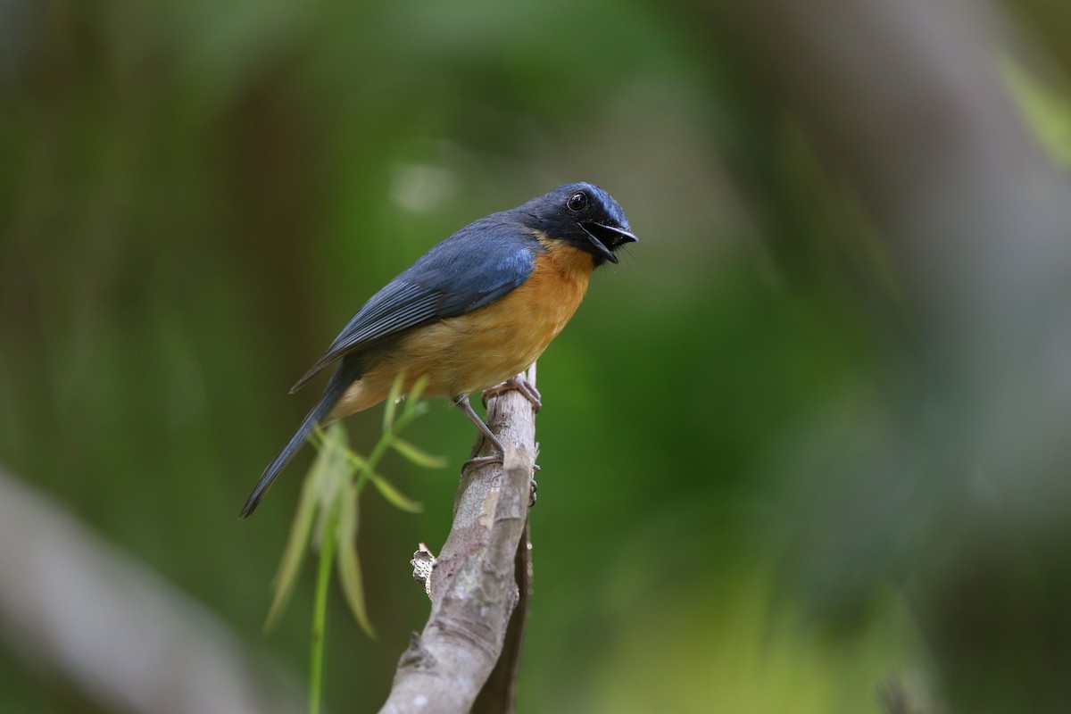 Sulawesi Blue Flycatcher - James Eaton