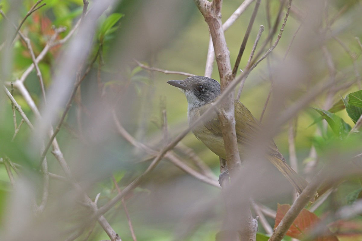 Rusty-breasted Whistler (Salayar) - James Eaton