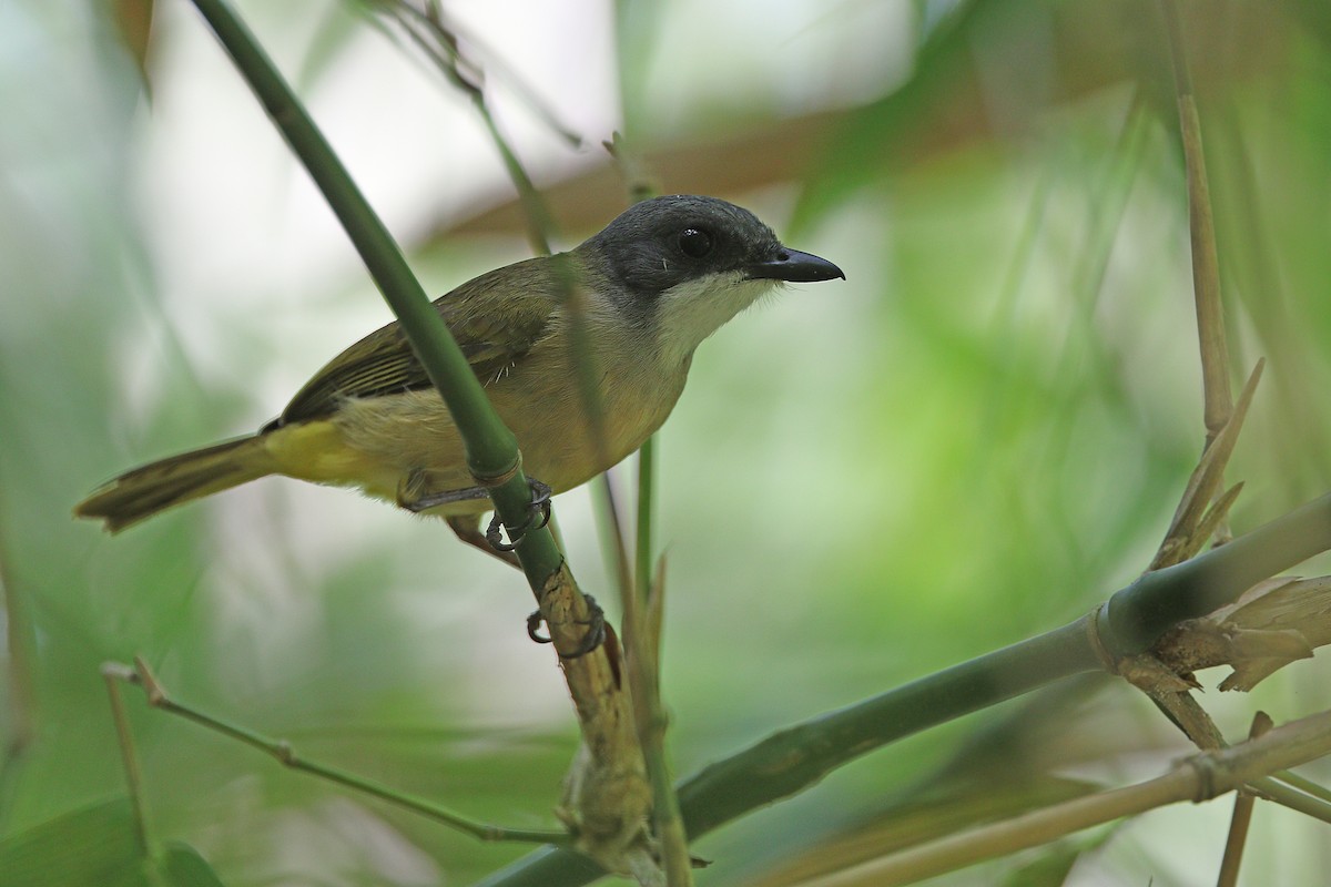 Rusty-breasted Whistler (Salayar) - ML556006131