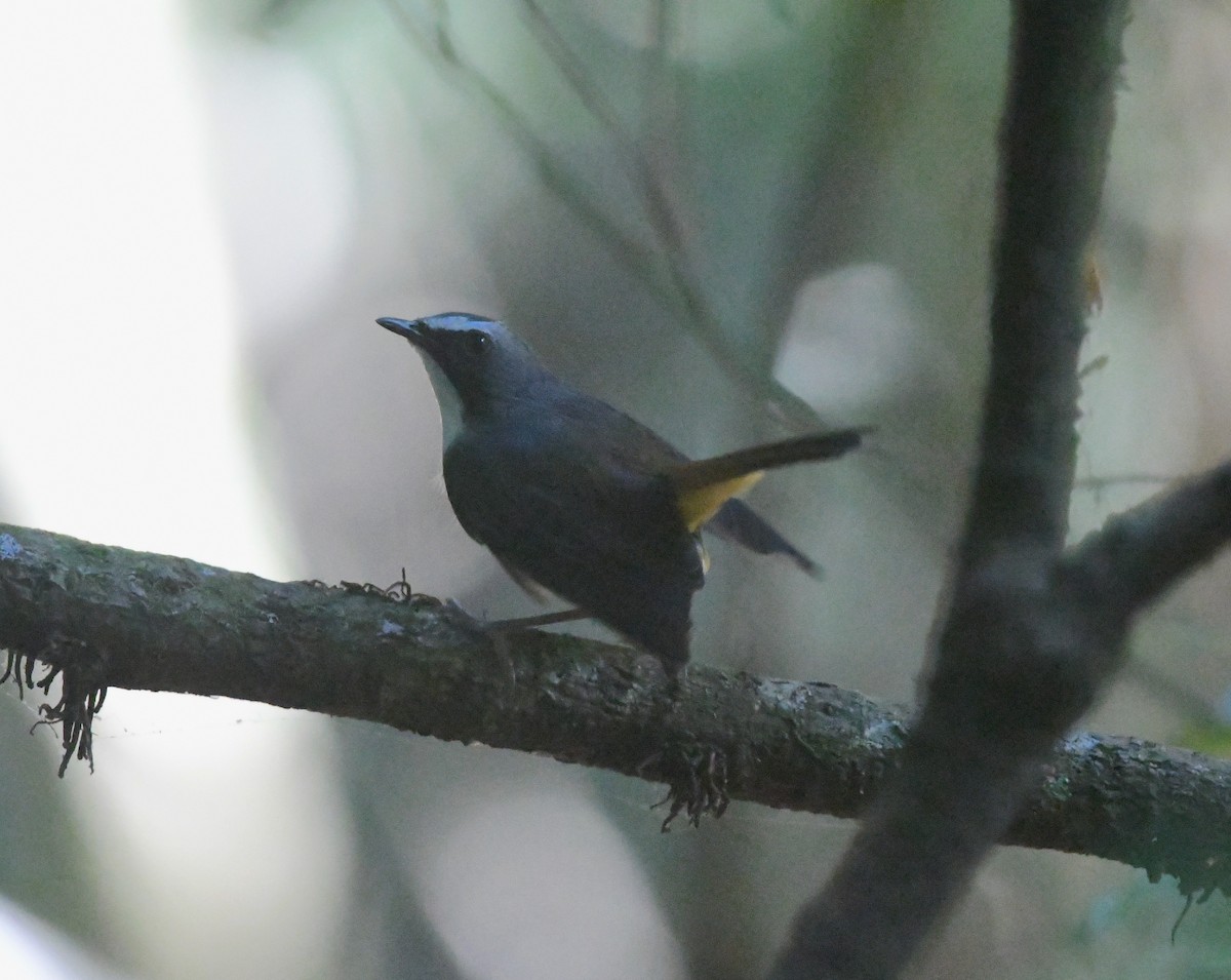 Olive-flanked Robin-Chat (Olive-flanked) - Gabriel Jamie
