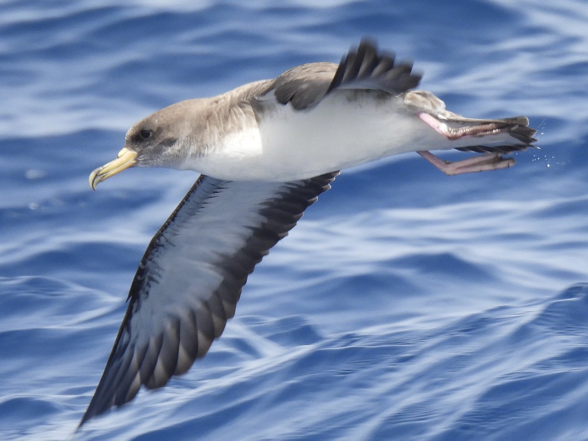 Cory's Shearwater - ML556006401