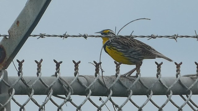 Eastern Meadowlark (Eastern) - ML556007161