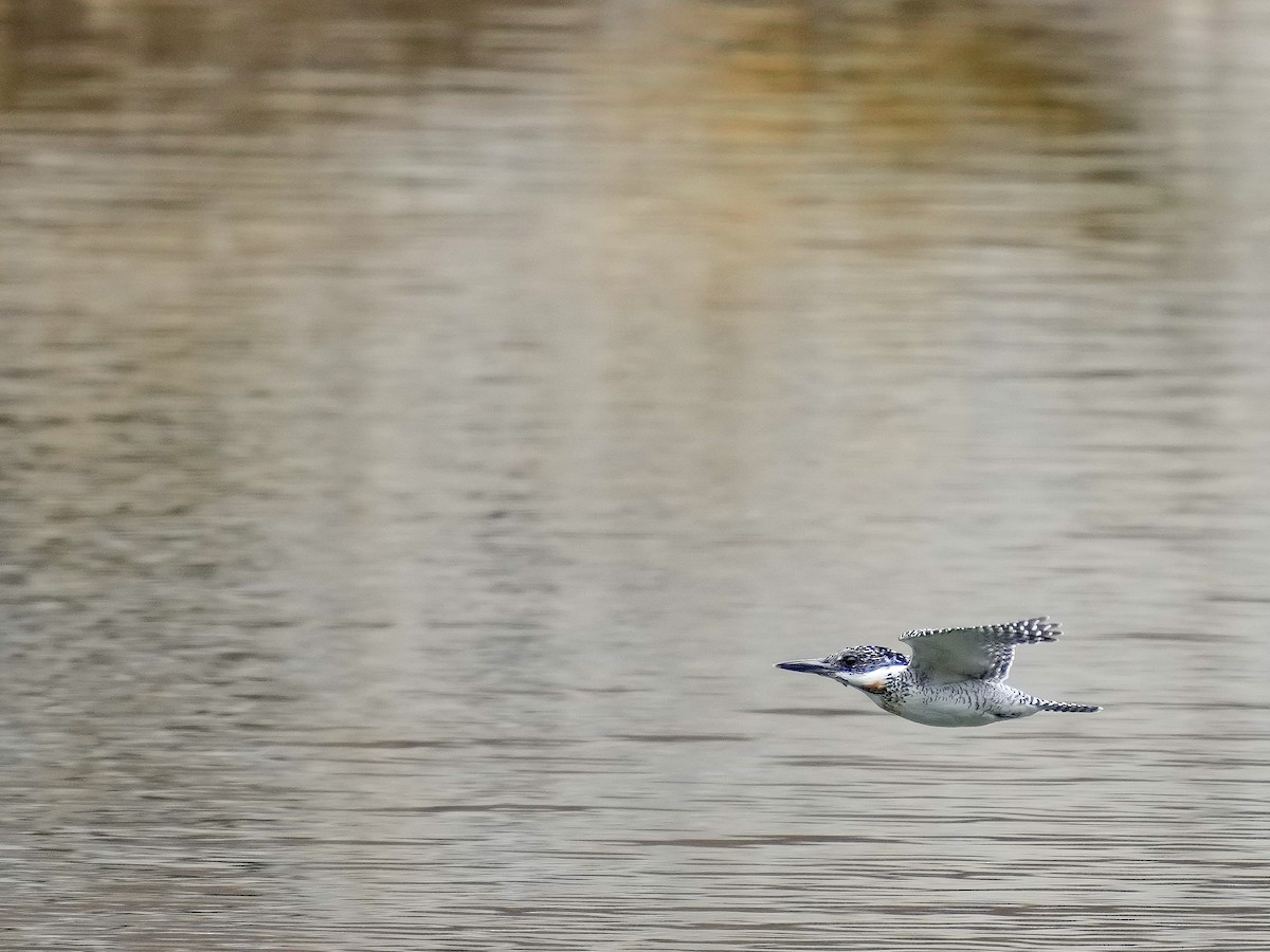 Crested Kingfisher - ML556007771