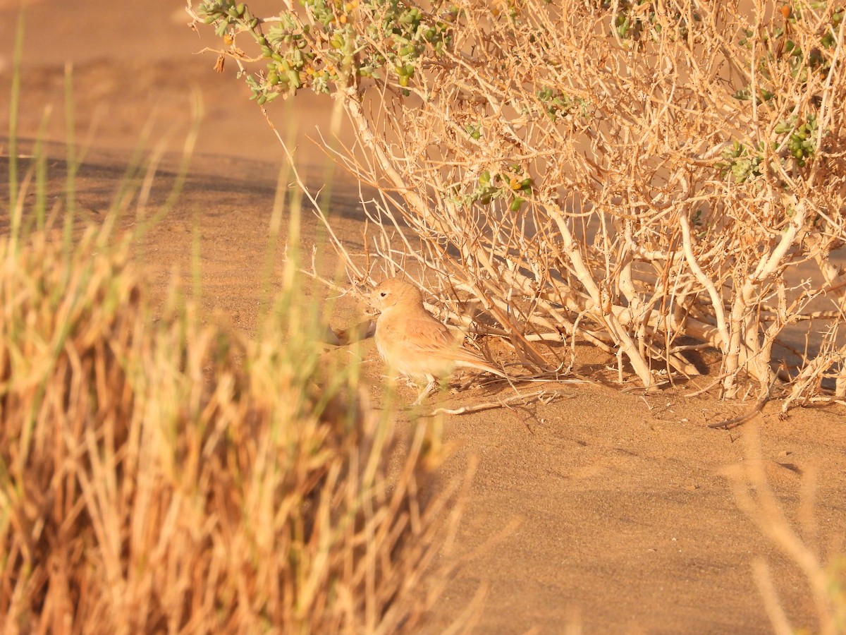 Bar-tailed Lark - ML556007861