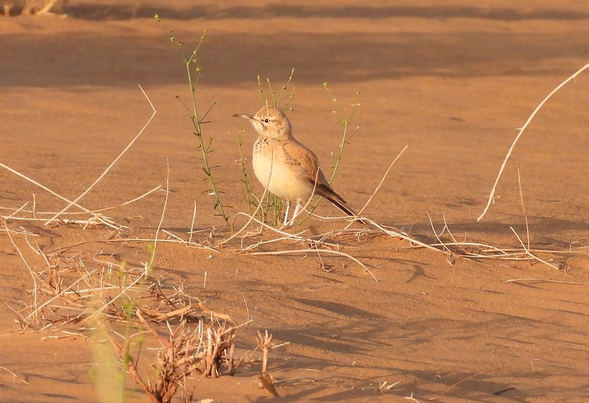 Greater Hoopoe-Lark - ML556008071