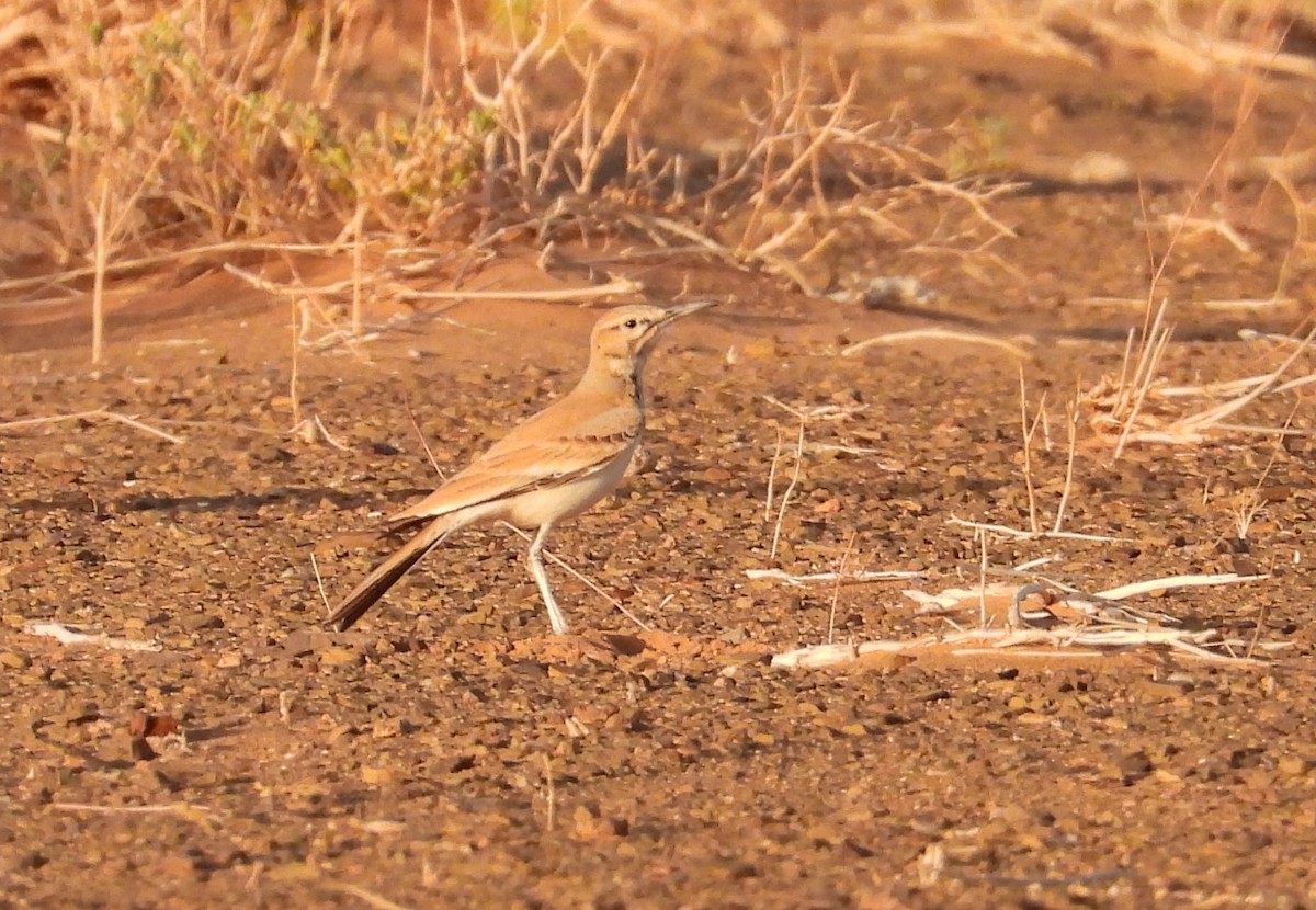 Greater Hoopoe-Lark - ML556008081