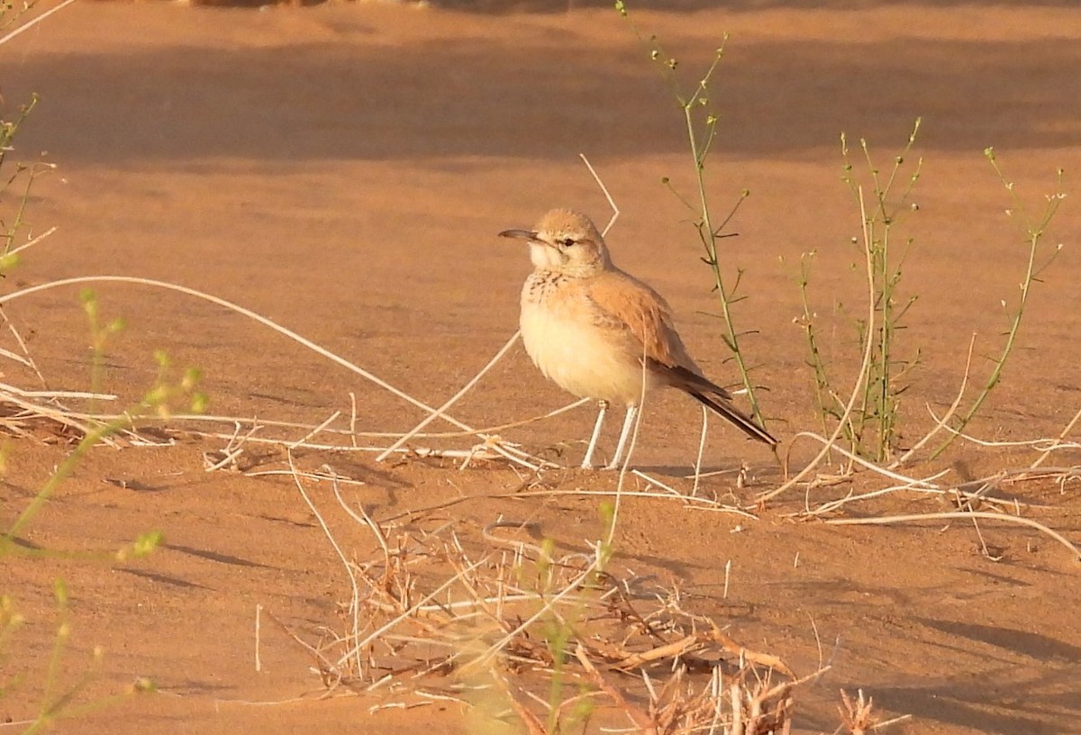 Greater Hoopoe-Lark - ML556008091