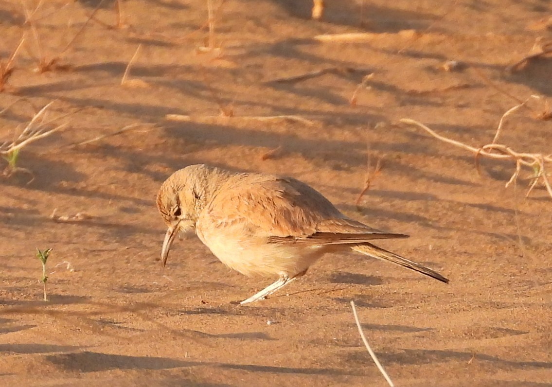 Greater Hoopoe-Lark - ML556008101