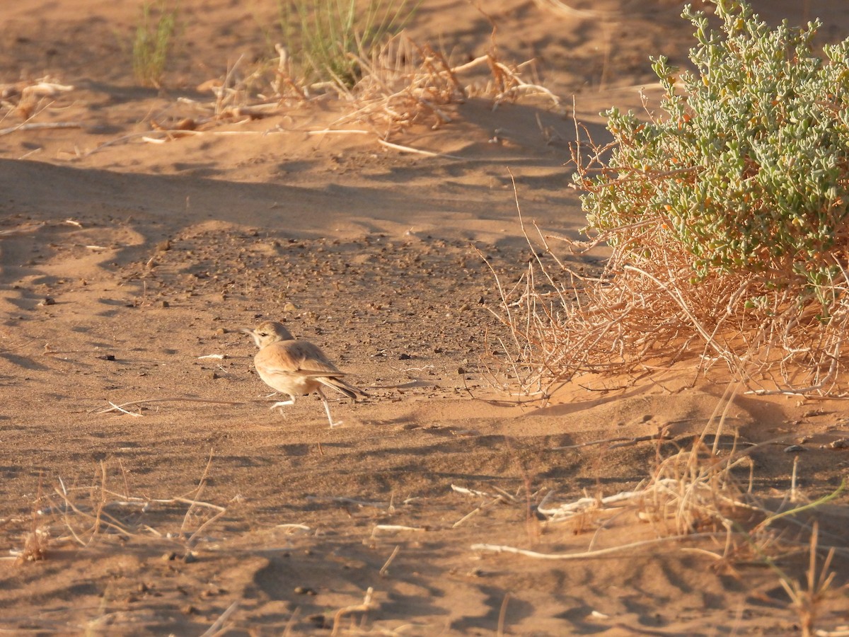 Greater Hoopoe-Lark - ML556008111