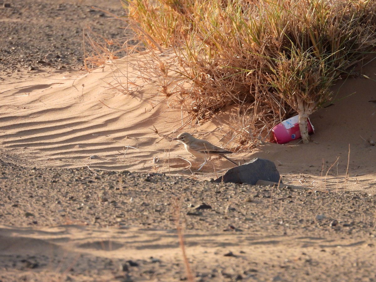 Greater Hoopoe-Lark - ML556008121