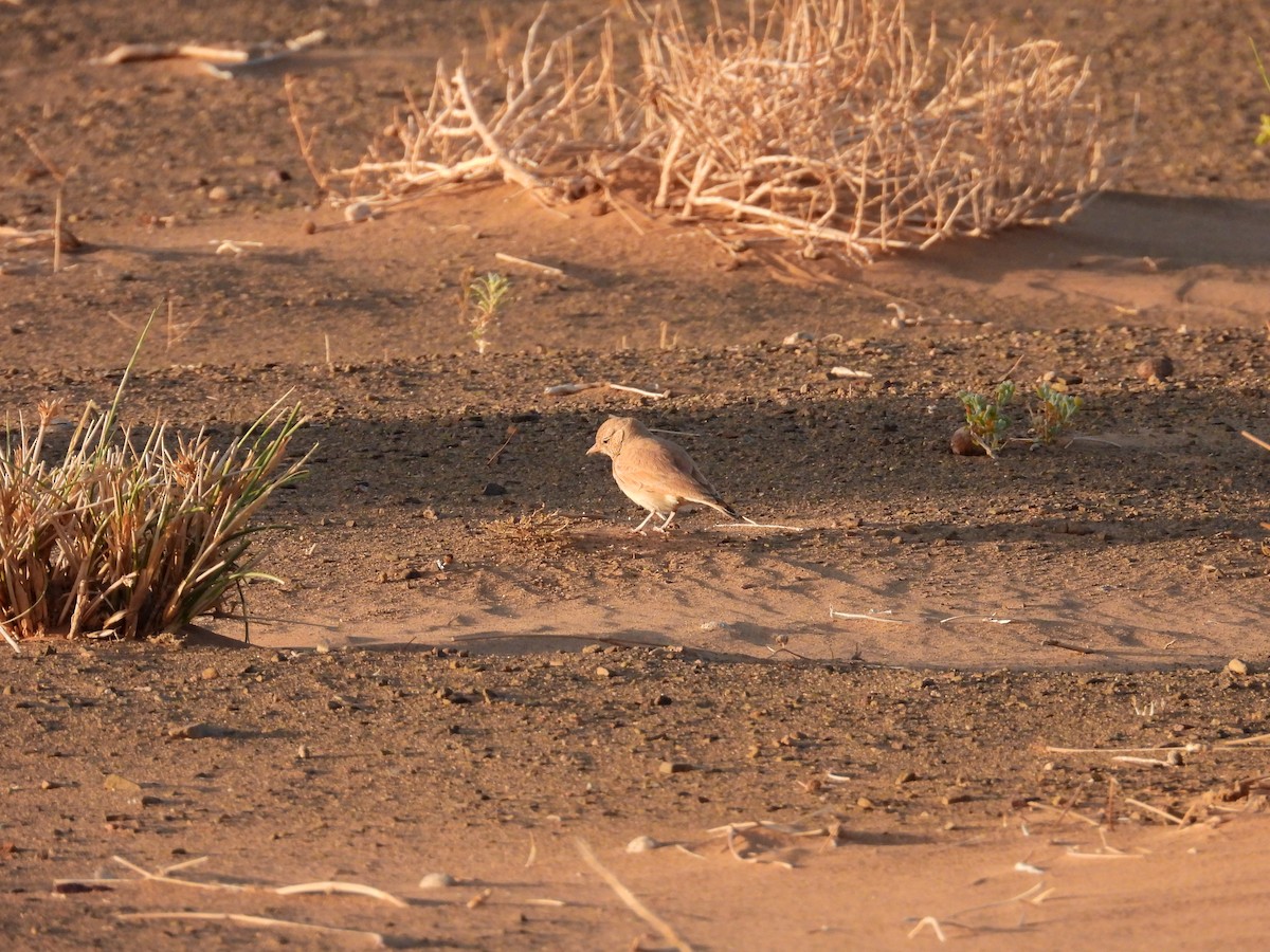 Greater Hoopoe-Lark - ML556008141