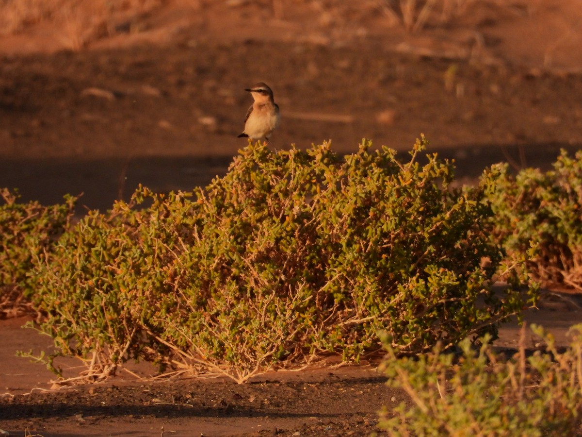 Northern Wheatear - ML556008191