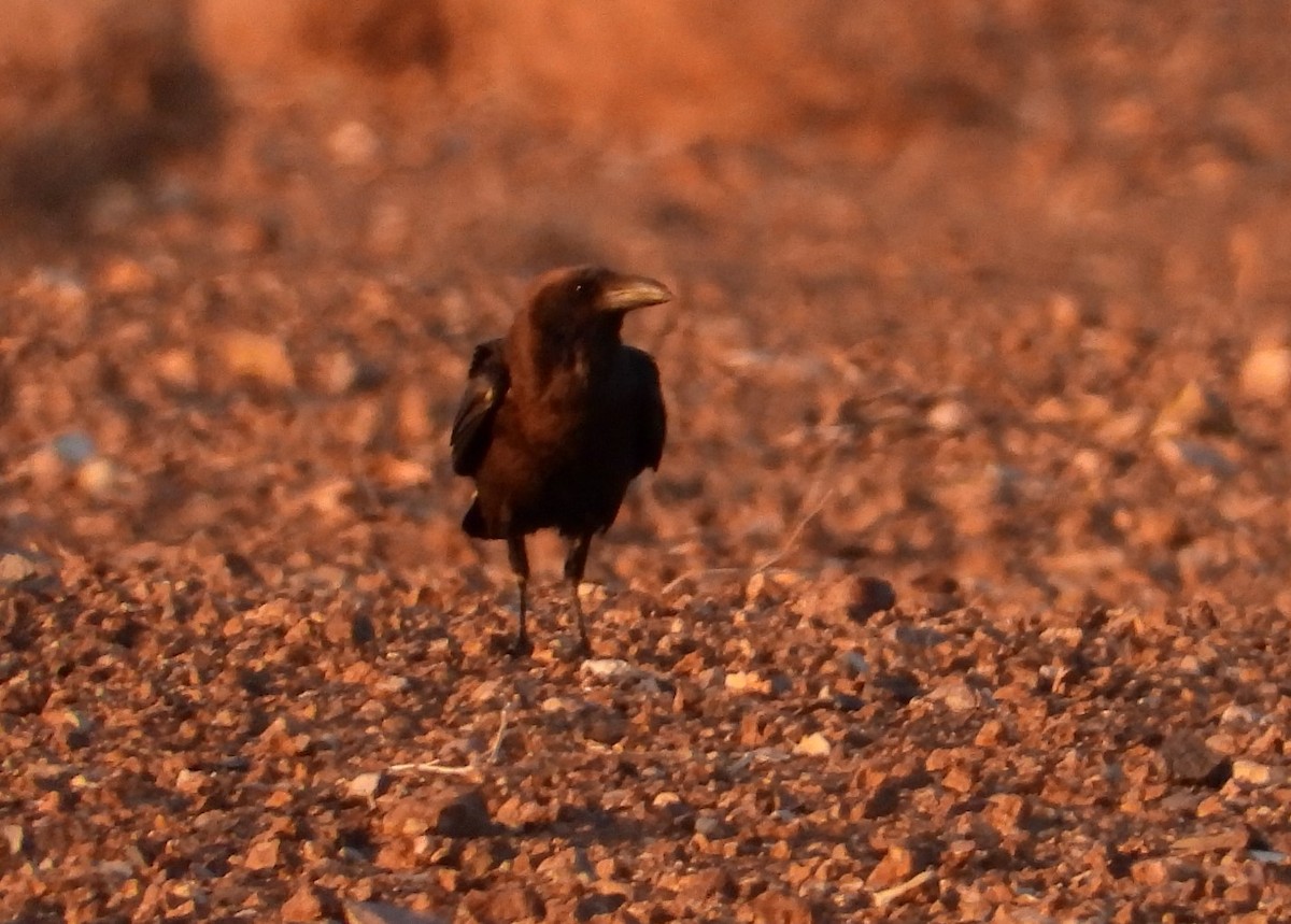 Brown-necked Raven - ML556008721