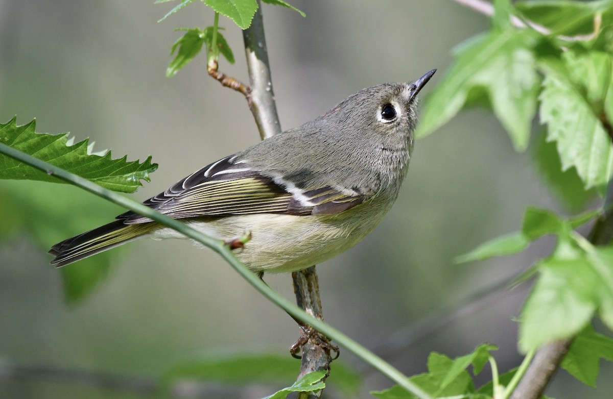 Ruby-crowned Kinglet - ML556009411