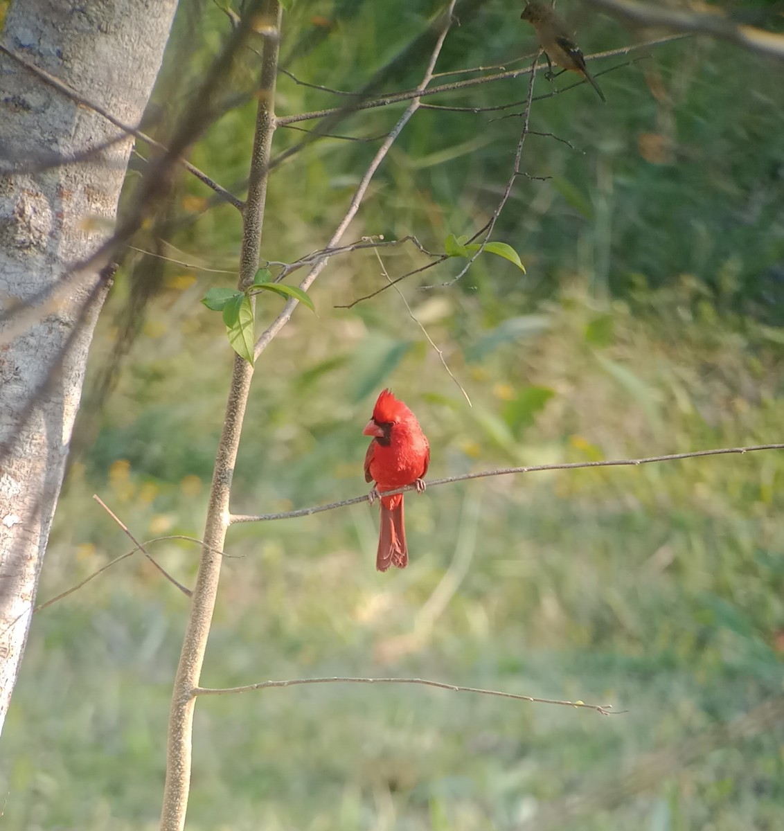 Cardinal rouge - ML556009861
