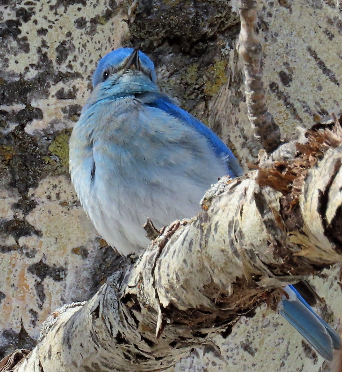 Mountain Bluebird - ML556010011