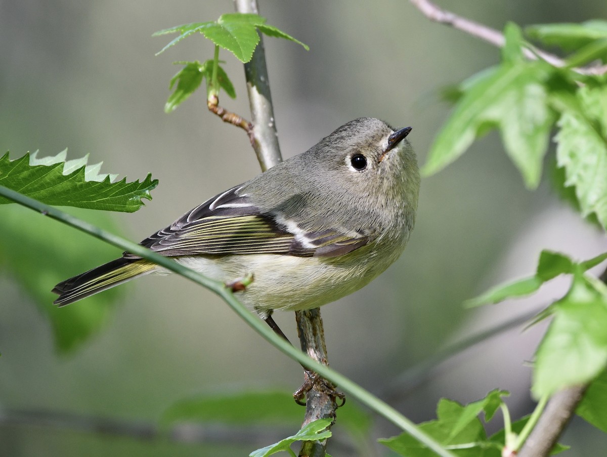 Ruby-crowned Kinglet - Claudia Nielson