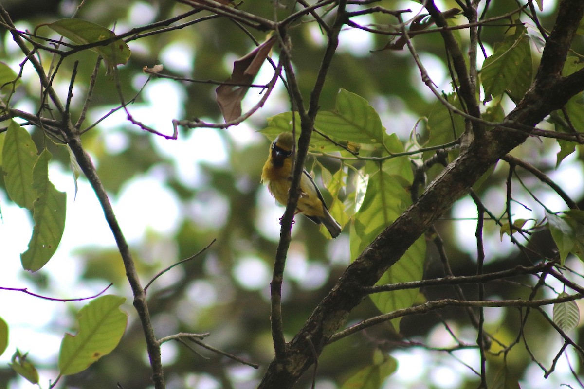 Clicking Shrike-Babbler (Clicking) - Supot Surapaetang