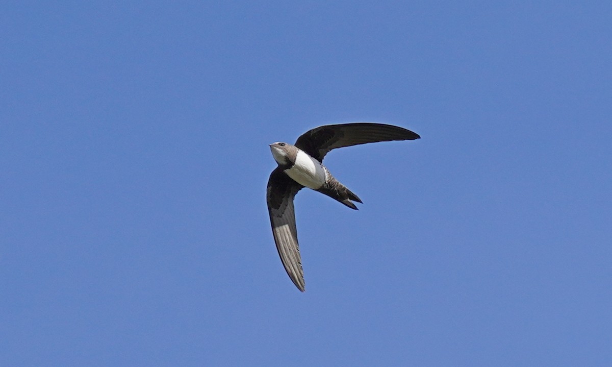 Alpine Swift - ML556010691