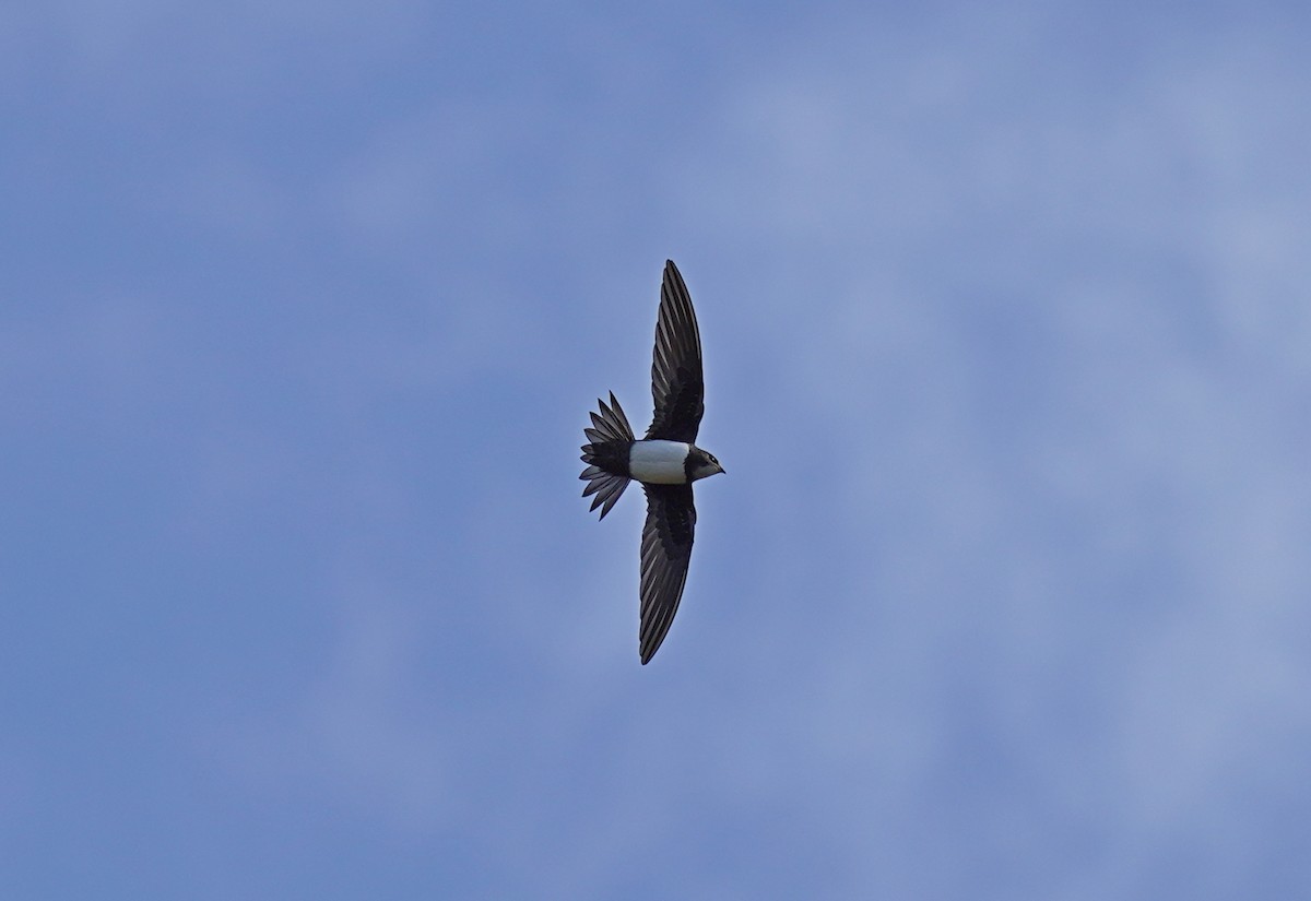 Alpine Swift - Paulo Belo