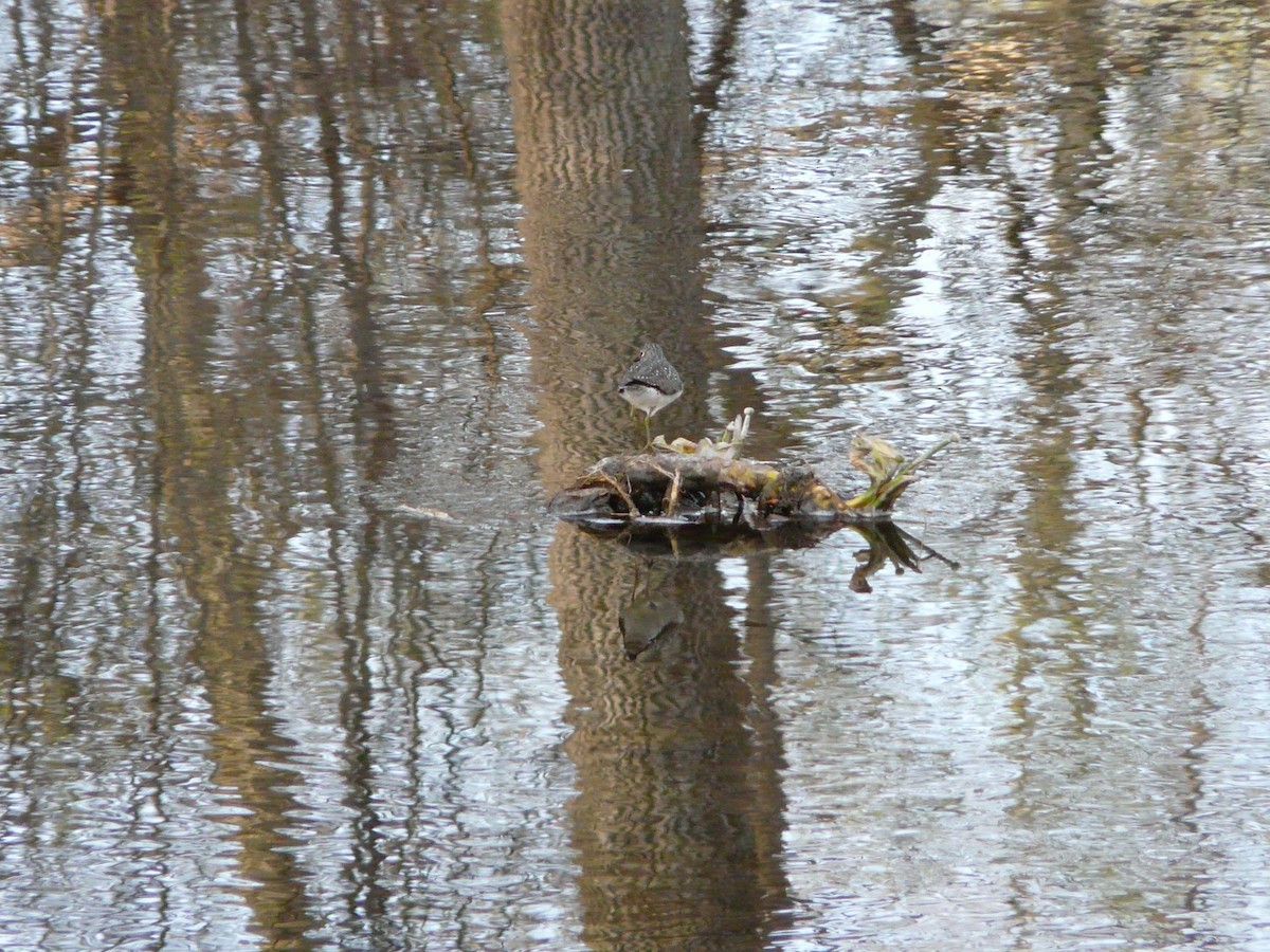 Solitary Sandpiper - ML55601191