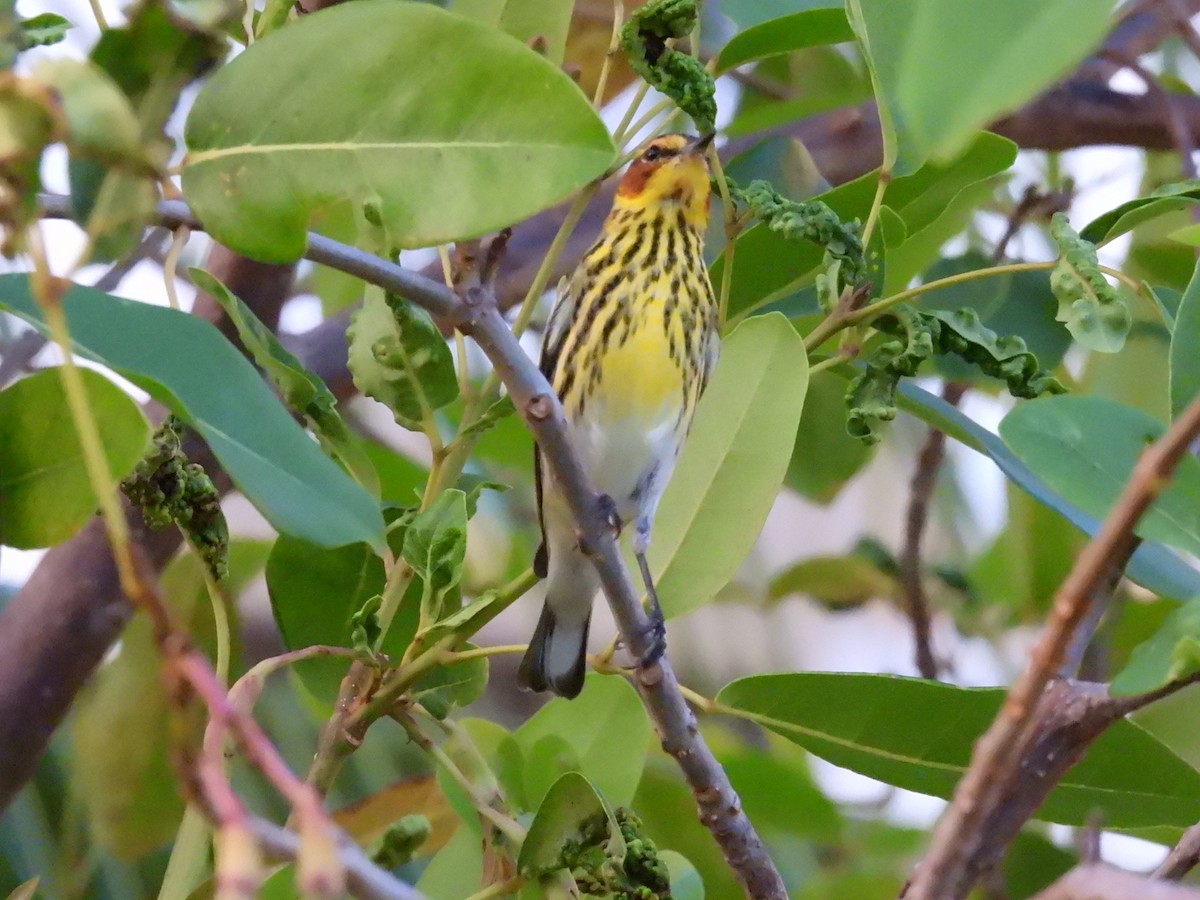 Cape May Warbler - ML556013411