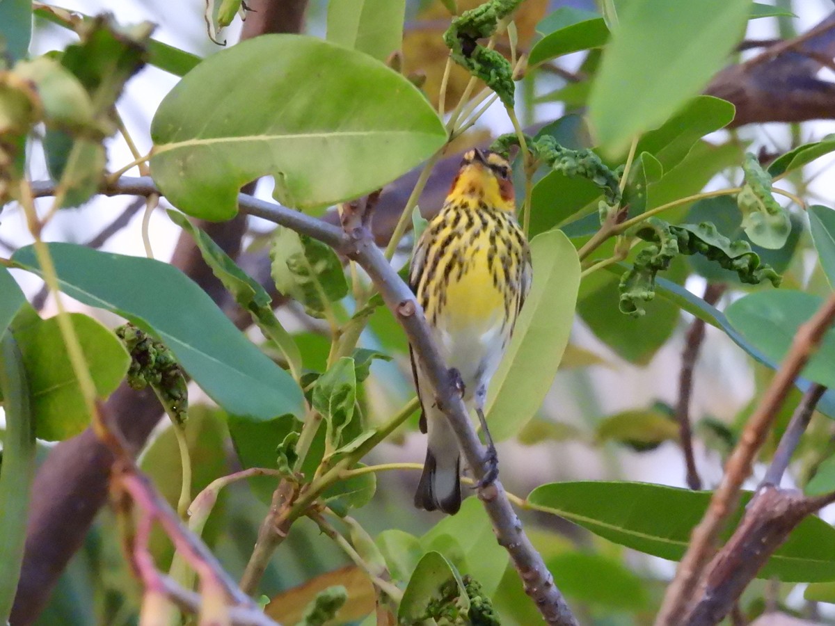 Cape May Warbler - ML556013421