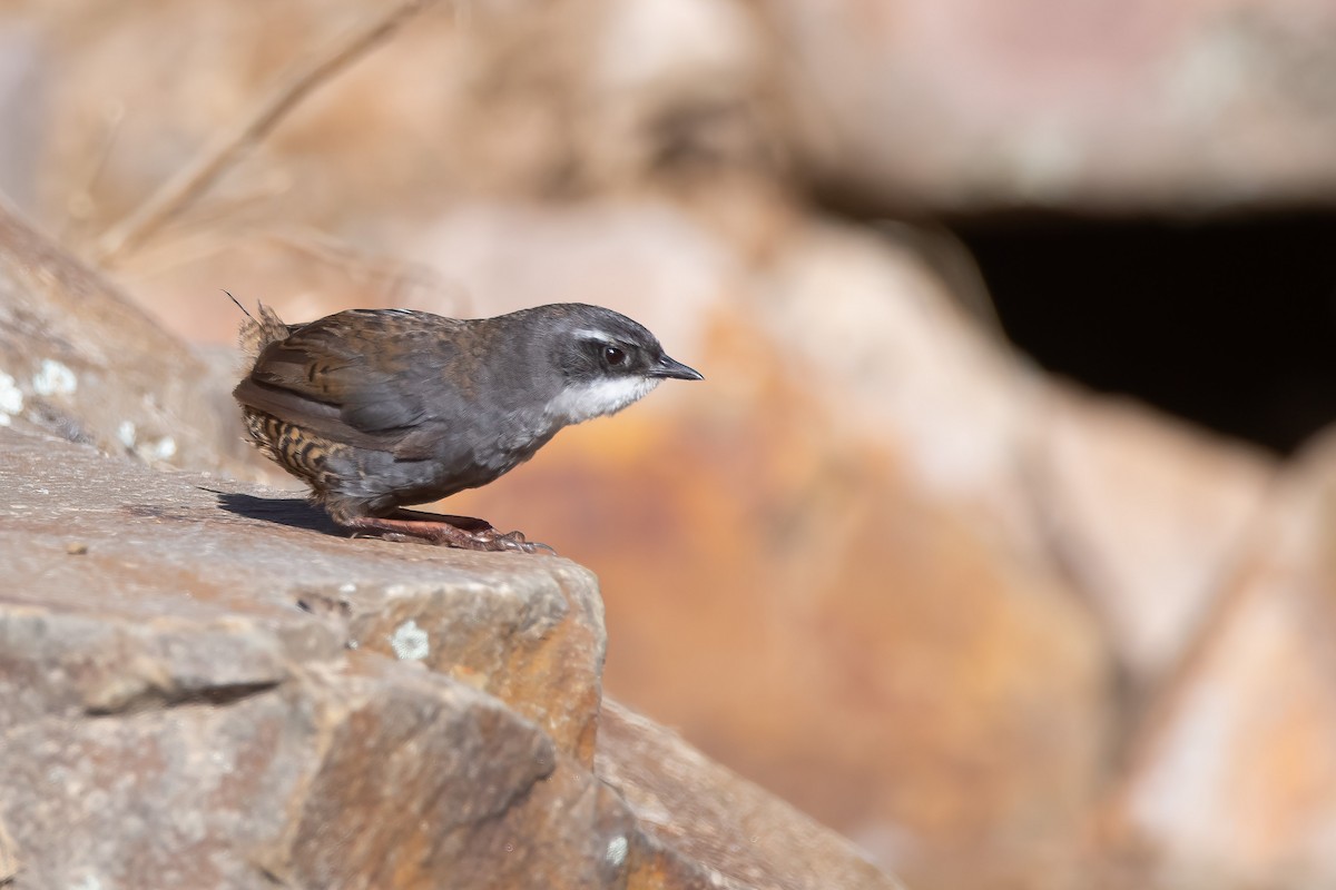 Zimmer's Tapaculo - Pablo Re