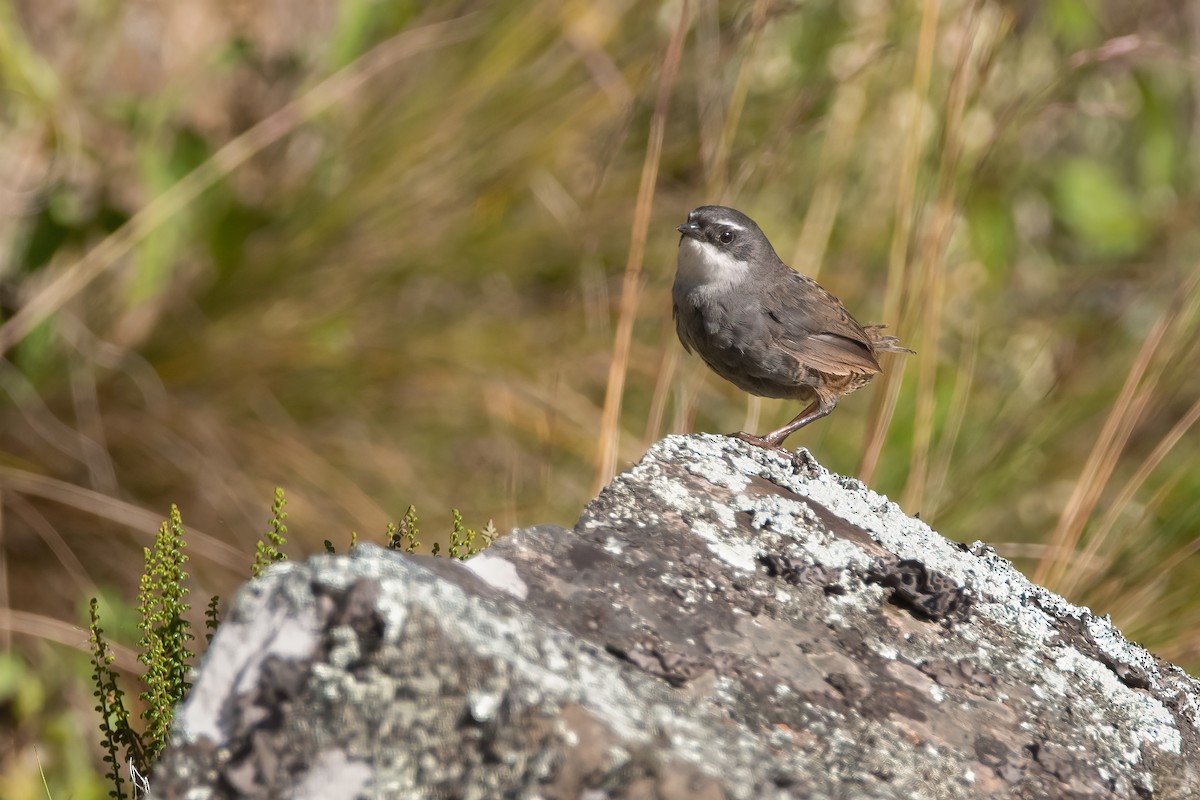 Zimmer's Tapaculo - ML556013681
