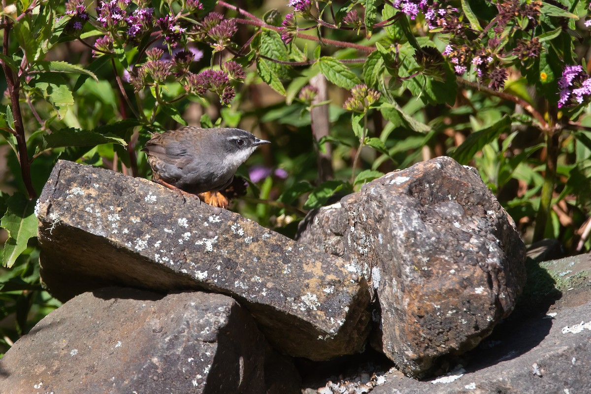 Zimmer's Tapaculo - ML556013731