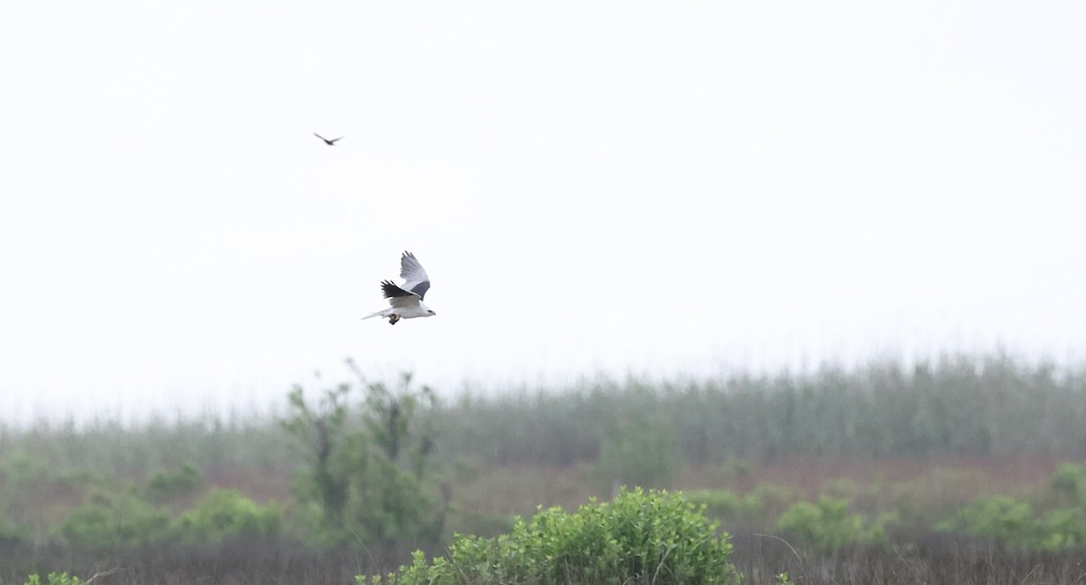 White-tailed Kite - ML556014871