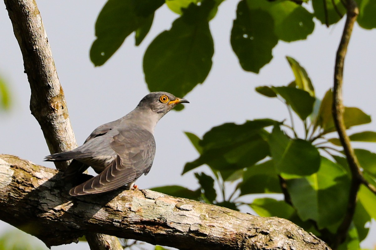 Common Cuckoo - ML556015441