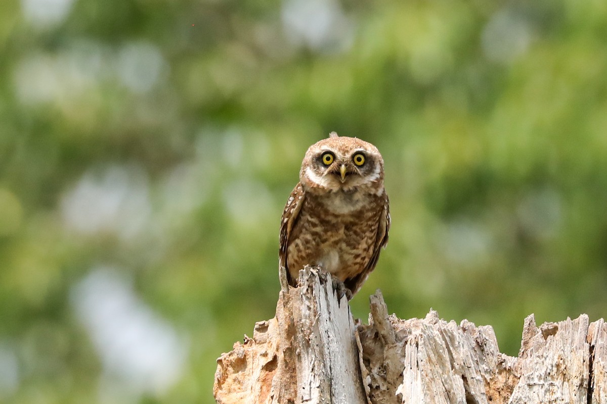 Spotted Owlet - ML556015631