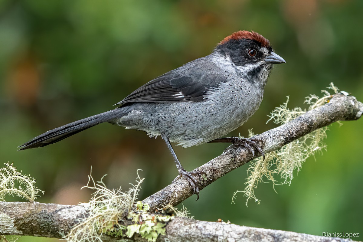 Northern Slaty Brushfinch - Diana López G