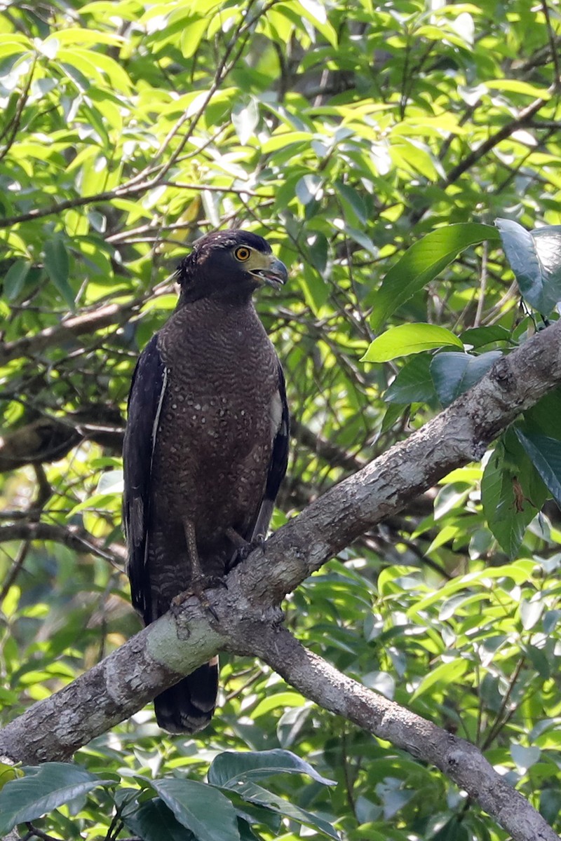 Crested Serpent-Eagle - ML556015991