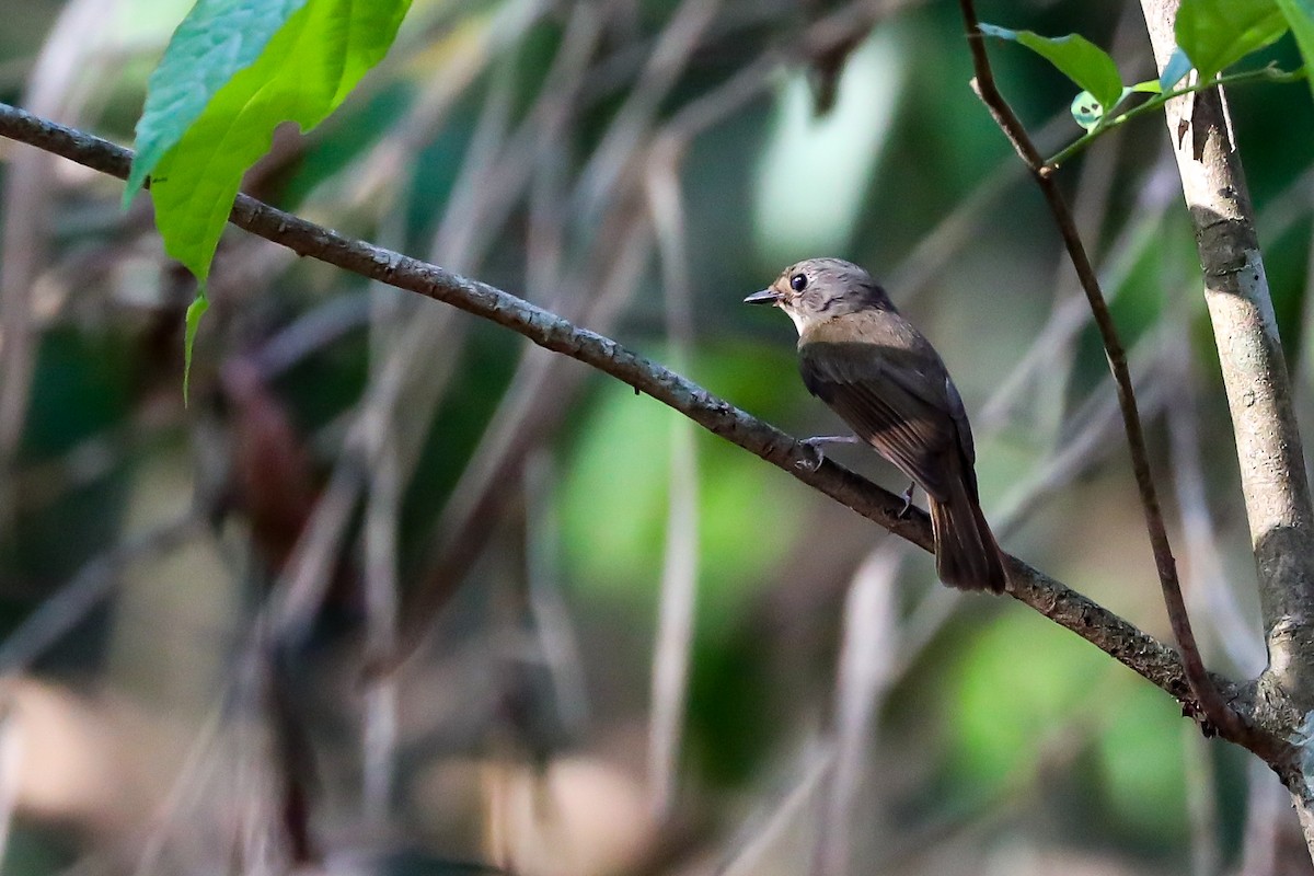 Pale-chinned Flycatcher - ML556016081