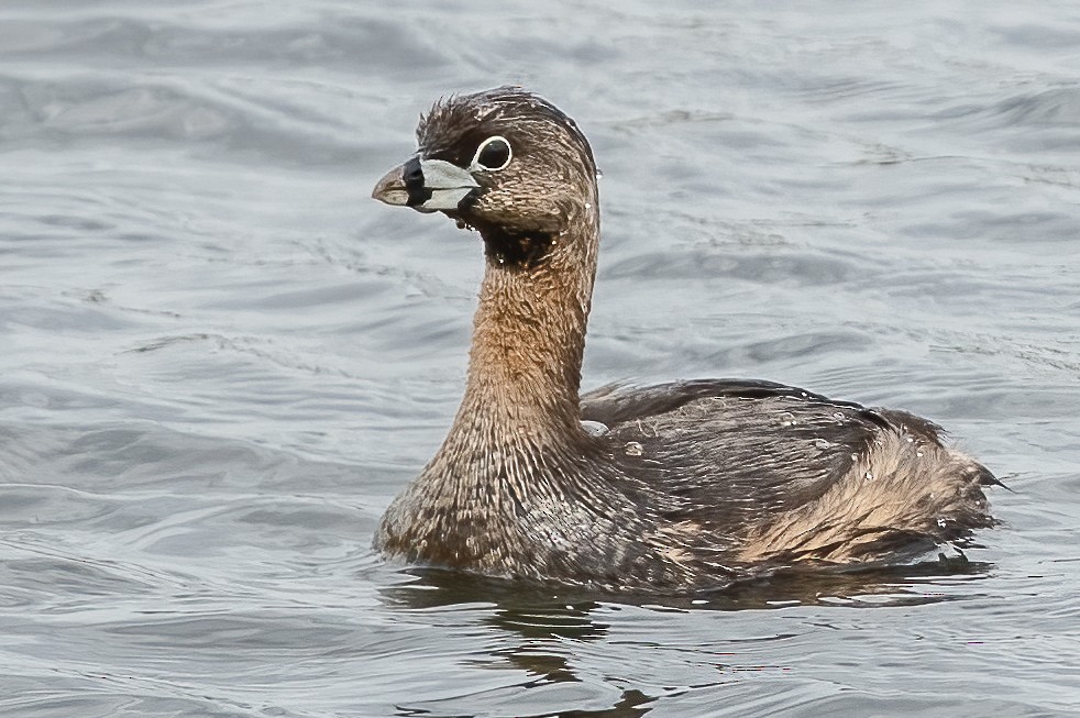 Pied-billed Grebe - ML556017161