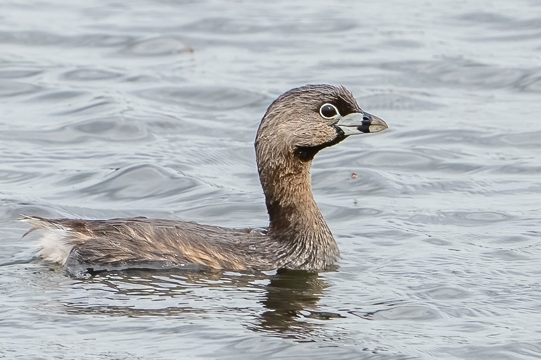 Pied-billed Grebe - ML556017171