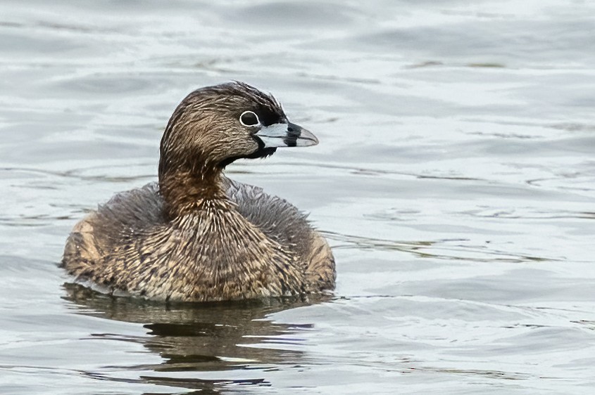 Pied-billed Grebe - ML556017181