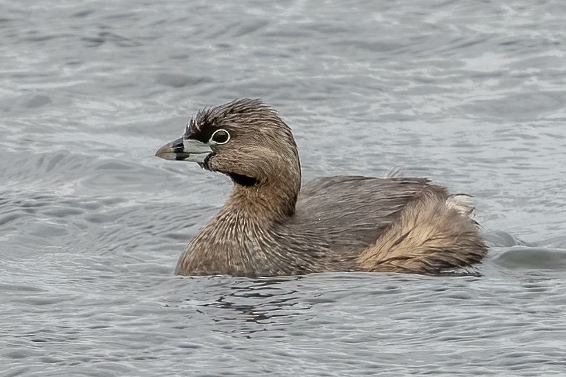 Pied-billed Grebe - ML556017191