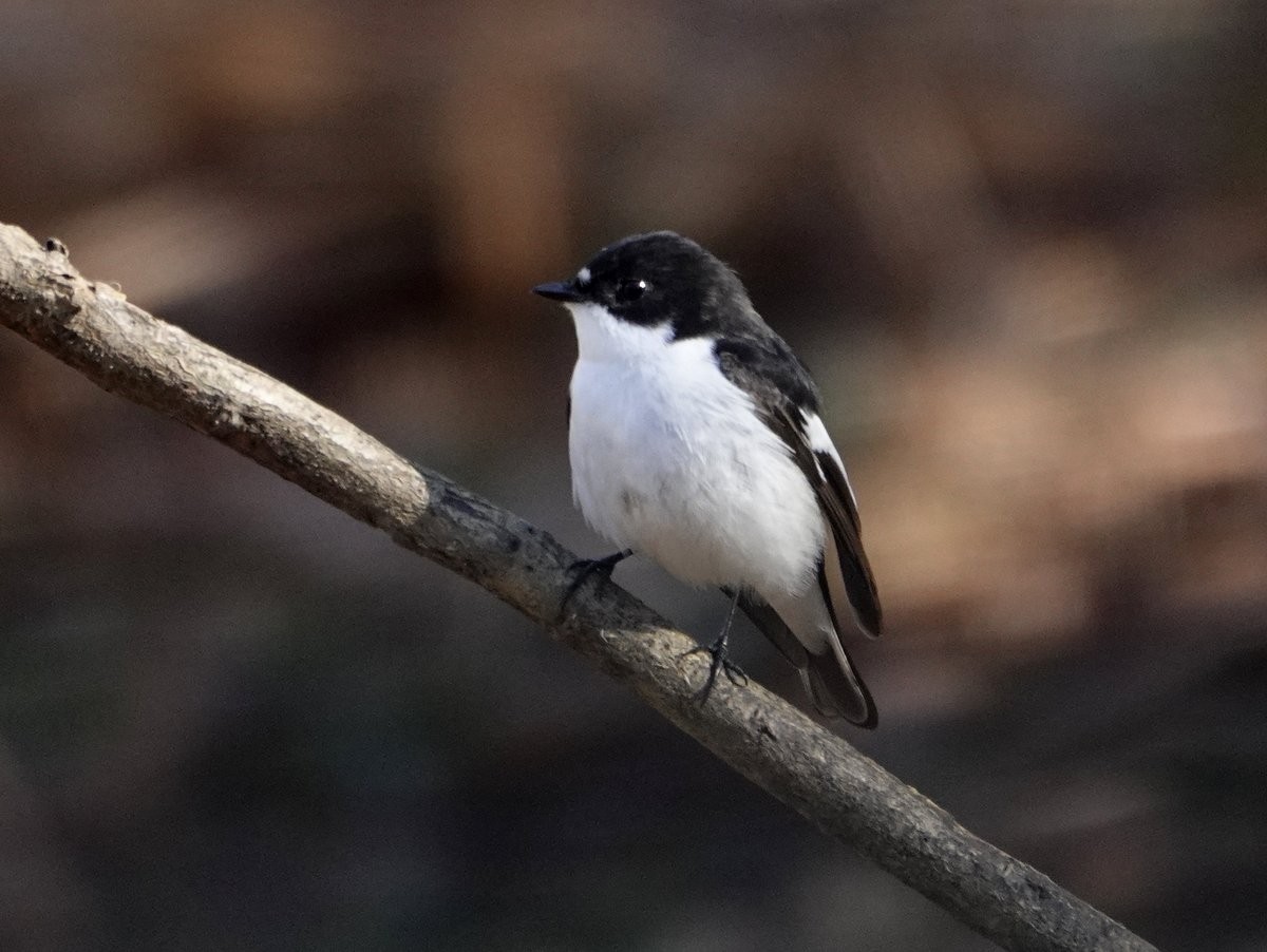 European Pied Flycatcher - ML556017491