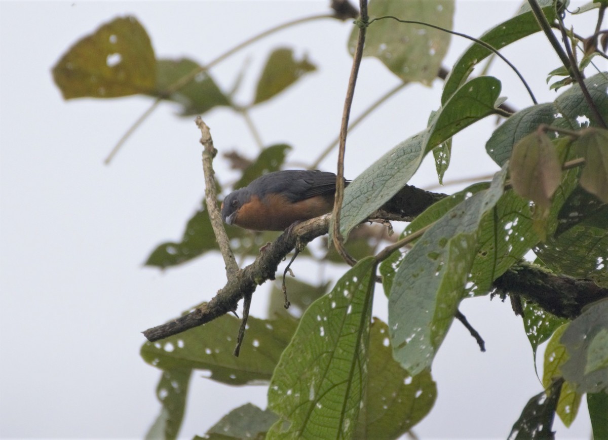 Rufous-crested Tanager - Ana Vanegas