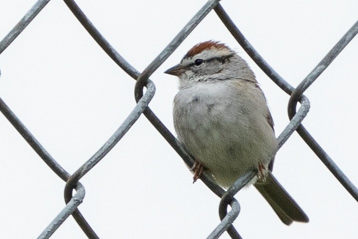 Chipping Sparrow - ML556017781