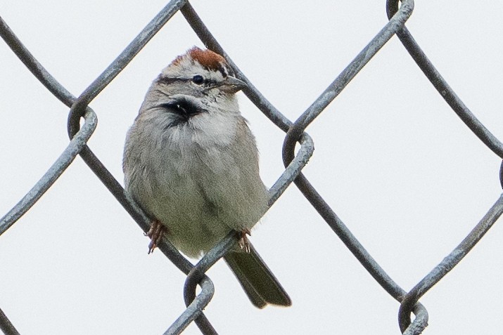 Chipping Sparrow - ML556017791