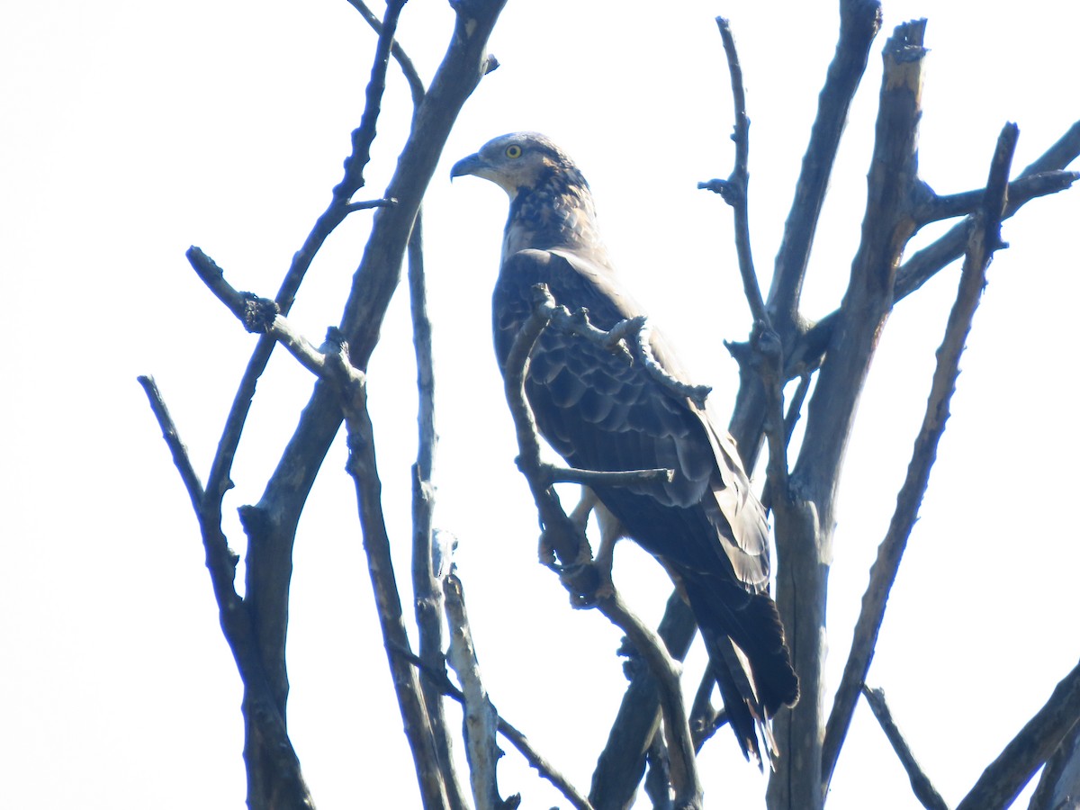 Oriental Honey-buzzard - ML556018771